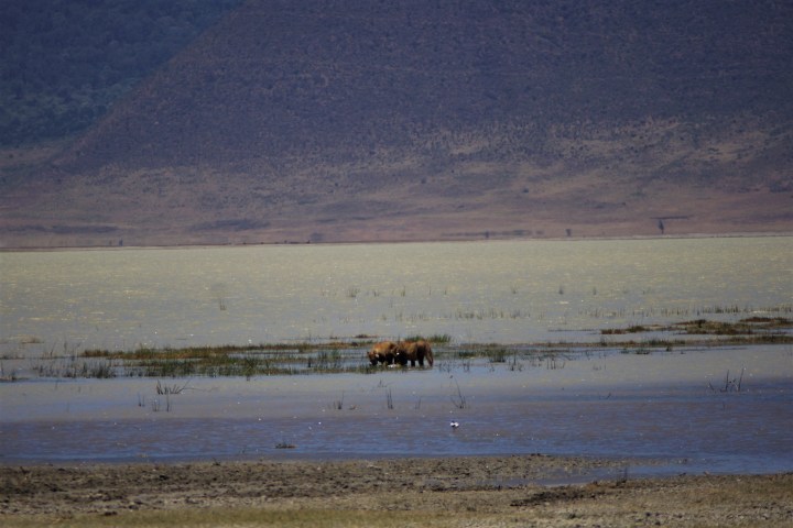 2 lions in water_IGP6164