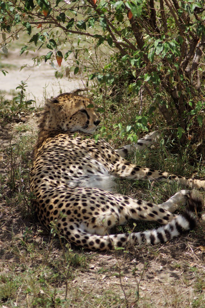 cheetah later 1_IGP5826