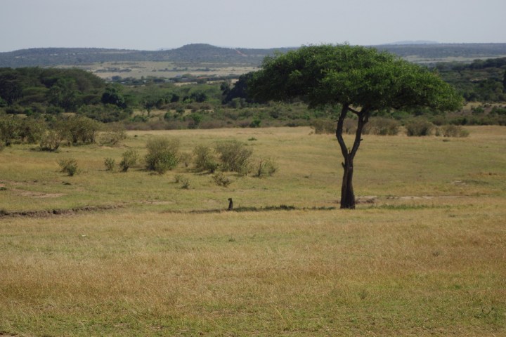 cheetah under tree_IGP5758