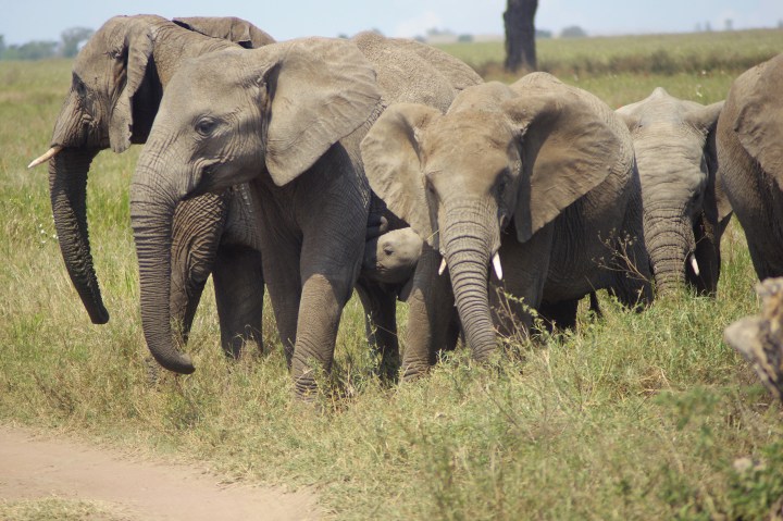 elephant herd with baby_IGP6006