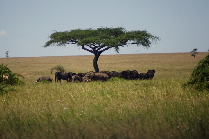 elephants under tree_IGP5998