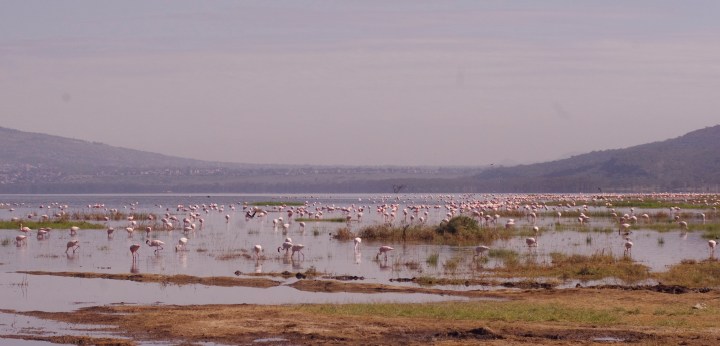 flamingos_IGP5296