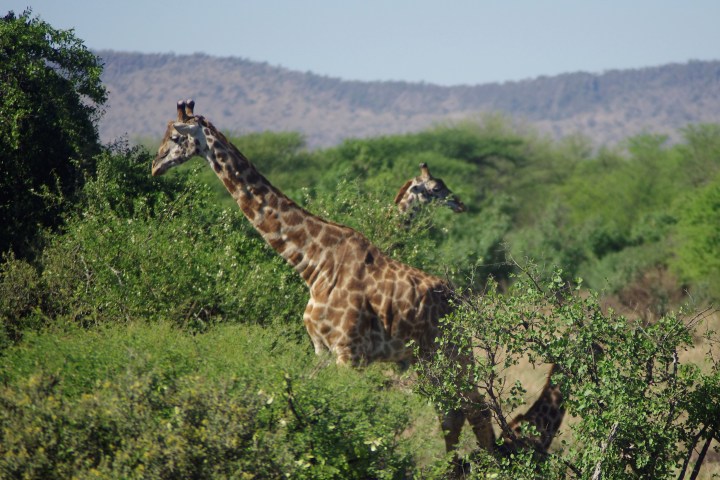 giraffes_IGP5917
