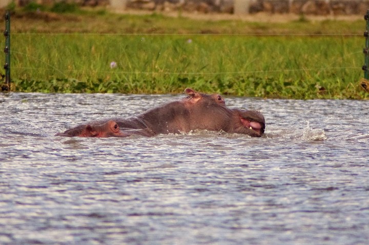 hippo_IGP5139