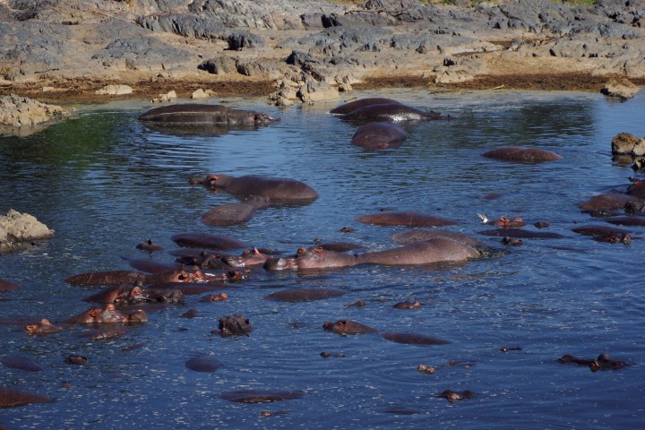 hippos and a croc_IGP5935