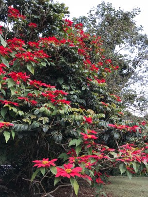 poinsettia img_4110