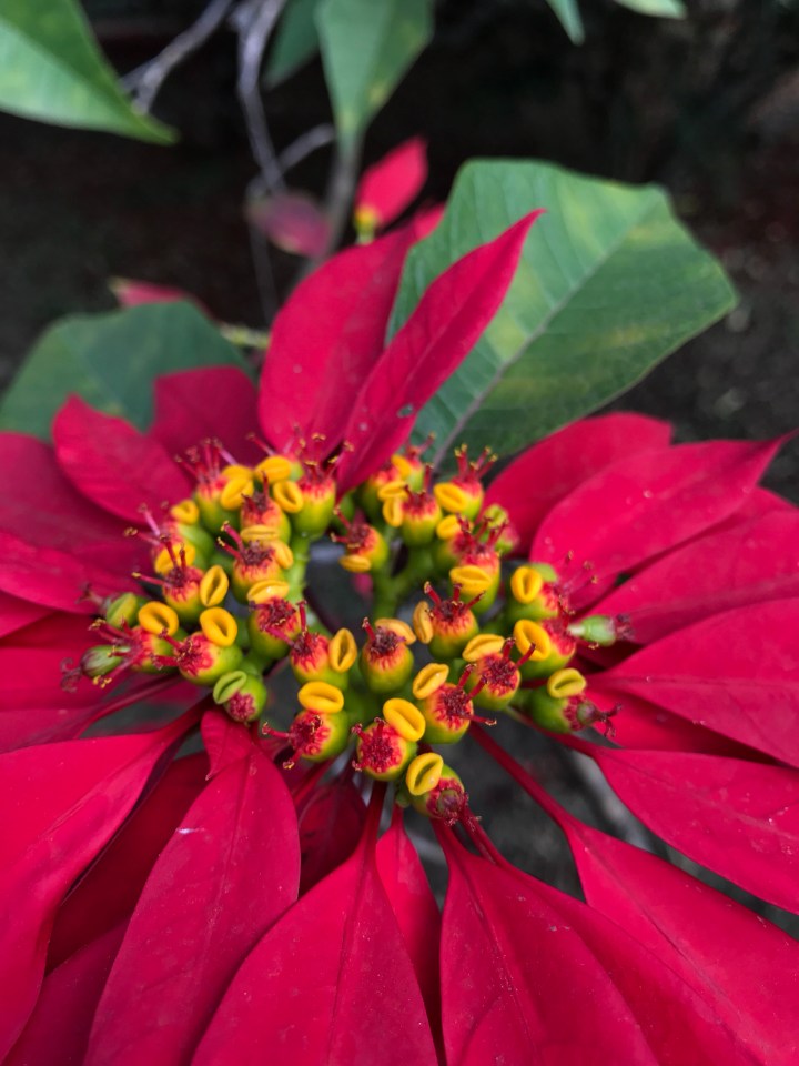 poinsettia img_4112