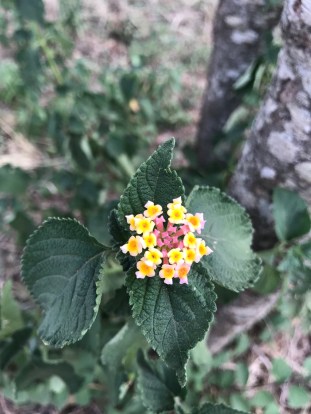 Lantana img_4766