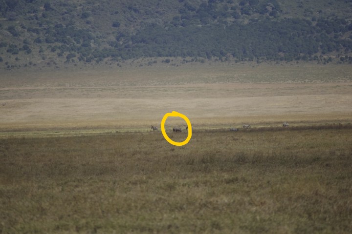 Inkedrhino_IGP6259_LI