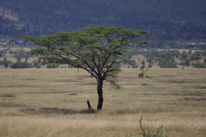 leopard in tree_IGP5988.jpg