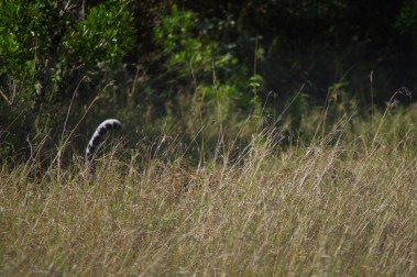 leopard tail_IGP5710