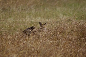 serval camouflage_IGP5666