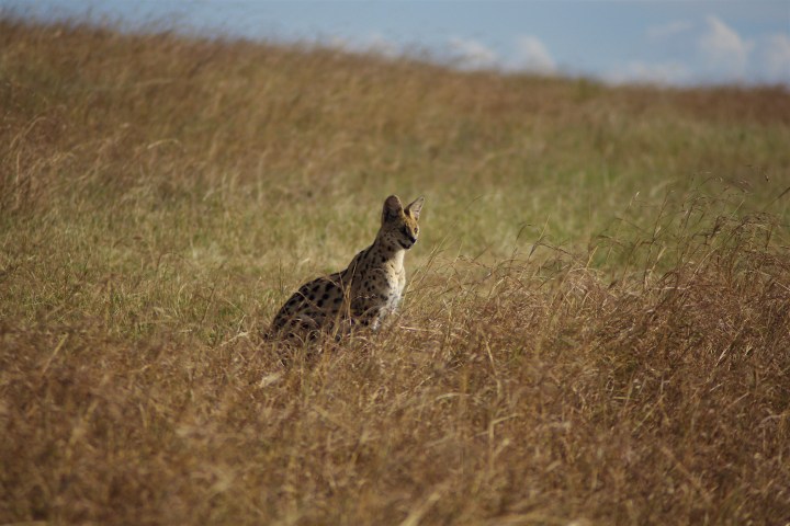 serval_IGP5675