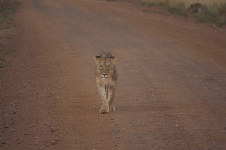 solo lion on road_IGP5838