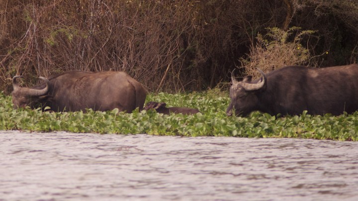 water buffalo_IGP5161