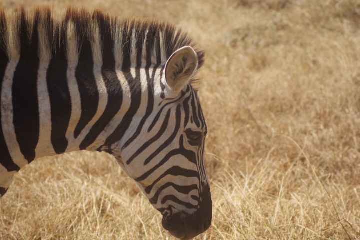 zeeb closeup_IGP6216